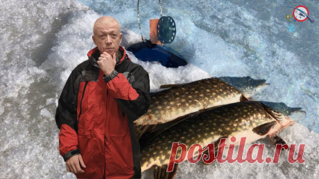 Ловля на жерлицу. Как правильно насаживать живца?