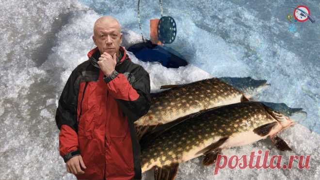 Ловля на жерлицу. Как правильно насаживать живца?