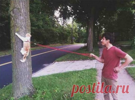 "Сдаюсь! Унесите меня домой!": Эти глаза кошек, которые вышли на улицу первый раз в жизни (+смешные фото) | Лариса Кречетова | Яндекс Дзен