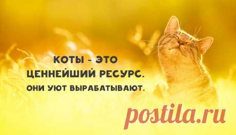 Я — кот, это — моя работа. Тяжелая, конечно, но кто-то должен ее делать.
