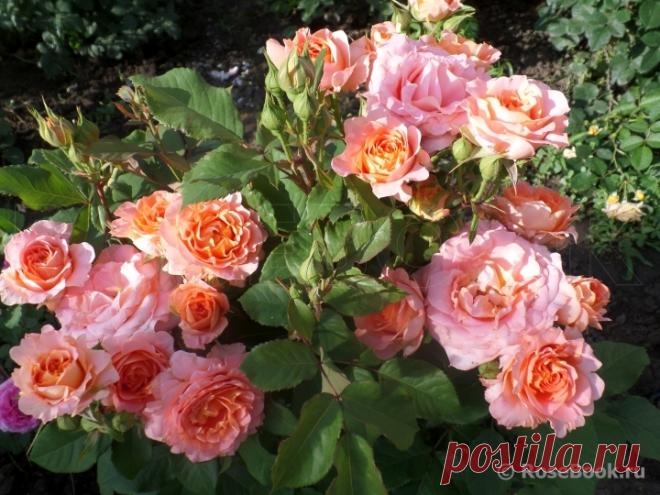 Галерея - Vivienne Westwood :: Энциклопедия роз