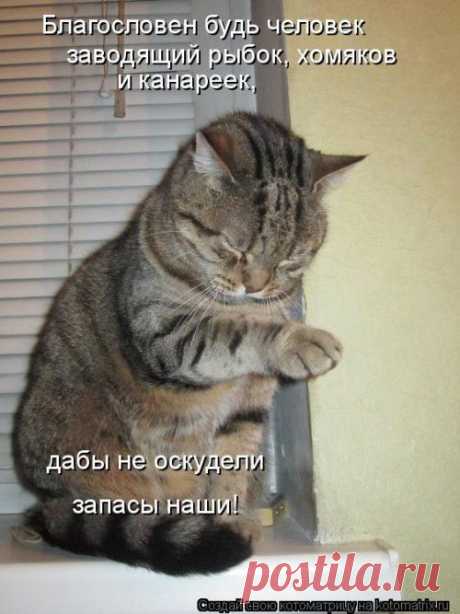 Жизнь удалась (котоматрицы)