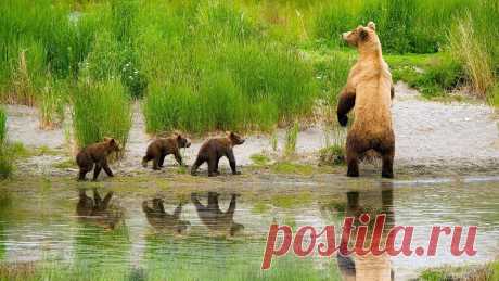 Медведица с малышами