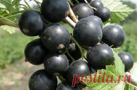 КАК СДЕЛАТЬ СМОРОДИНКУ КРУПНОЙ И ВКУСНОЙ: Эта ягодная культура довольно неприхотлива. А если учесть несколько важных моментов, ухода за ней будет еще меньше.  1. ПОЛИВАЙТЕ ДО НАЛИВА ЯГОД, ПОДСУШИВАЙТЕ ПОСЛЕ. Смородина – культура влаголюбивая,…