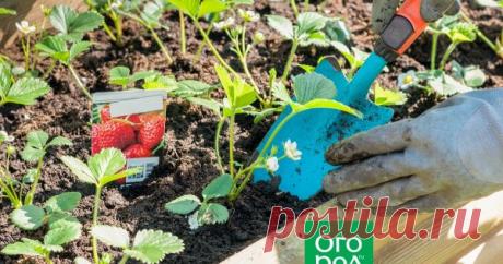 Уход за клубникой весной: как добиться максимального плодоношения В разных регионах первая весенняя обработка клубники может проводиться в разные сроки. Это зависит от погоды, высоты внешнего покрова, да и высаженного у вас на участке сорта. Но если сроки работ можно менять, то их перечень одинаков для всех.