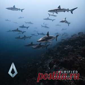 Aplexo, Enzo Monza & Aedan Terra - Purified Fragments XXX [PF0217BP] - HypeDJ.top