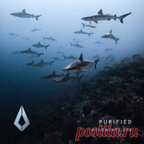 Aplexo, Enzo Monza &amp; Aedan Terra - Purified Fragments XXX [PF0217BP] - HypeDJ.top