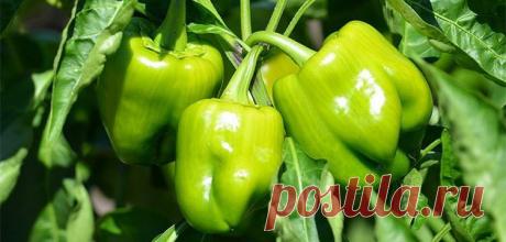 Выращивание перца – щедрый урожай с каждого куста