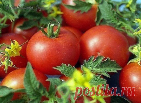 ОТКАРМЛИВАЕМ ТОМАТЫ!
Чтобы у томатов плоды были покрупнее и созревали на несколько дней раньше, готовят для них такой «напиток» — на 10 л воды добавляют 3-4 капли йода. Поливают под корень раз в неделю, расходуя до 2 л на растение. А еще готовят для них подкормку. Рецепт такой: бочку (200 л) заполняют на 1/3 крапивой и листьями одуванчиков. Добавляют туда ведро навоза (коровяк либо кроличий) и заливают доверху водой. Чтобы брожение проходило быстрее, бочку накрывают пленкой. Через 10 дней под
