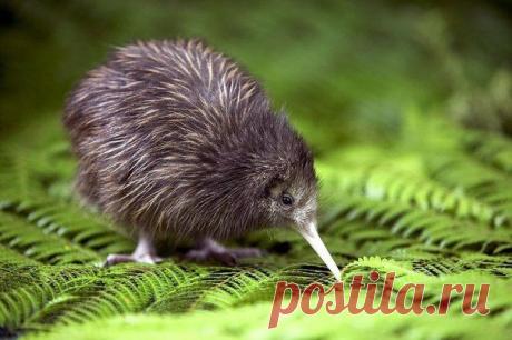 птенец киви