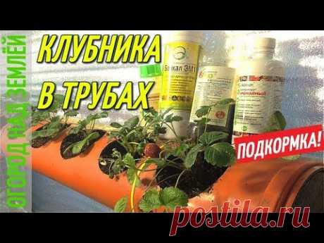 КЛУБНИКА В ТРУБАХ,ЗИМОЙ/ПОДКОРМКА.