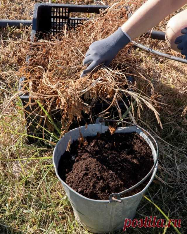 Что такое мульча и зачем проводить мульчирование почвы на участке — Ⴚα∂ ℨα୮০τ০Ᏸҡα