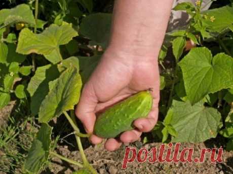 Как заставить растения лучше цвести и быстрее начать плодоносить | Удобрения и стимуляторы (Огород.ru)