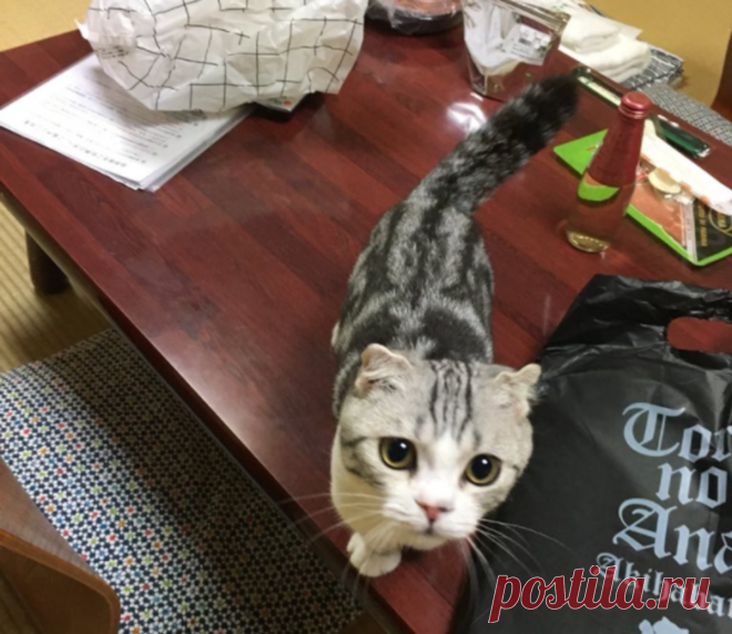 «Кот на час»: необычная услуга принесла популярность небольшому отелю 



 



Небольшой японский отель, расположенный на термальном курорте Хаконэ, распродал номера на несколько месяцев вперед, благодаря необычной услуге: аренде «кота на час».
Некоторое время при гости…