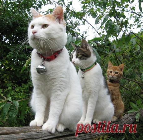 Великолепные тройки