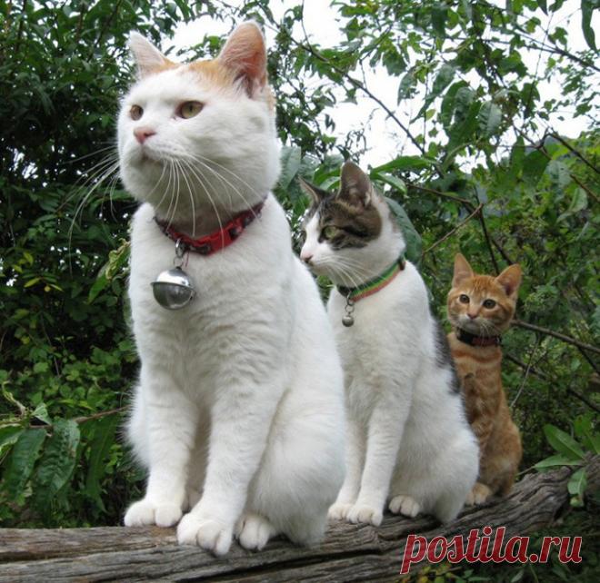 Великолепные тройки