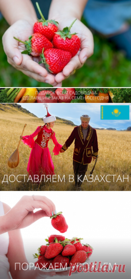 Саженцы плодовые и ягодные почтой - Интернет-магазин "Златпитомник"