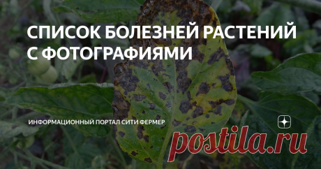 СПИСОК БОЛЕЗНЕЙ РАСТЕНИЙ С ФОТОГРАФИЯМИ Статья автора «Информационный портал Сити Фермер» в Дзене ✍: Болезни растений — процессы, которые протекают в растении под влиянием разных причин — возбудителей болезней и неблагоприятных условий...