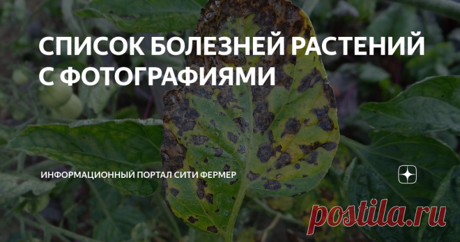 СПИСОК БОЛЕЗНЕЙ РАСТЕНИЙ С ФОТОГРАФИЯМИ Статья автора «Информационный портал Сити Фермер» в Дзене ✍: Болезни растений — процессы, которые протекают в растении под влиянием разных причин — возбудителей болезней и неблагоприятных условий...