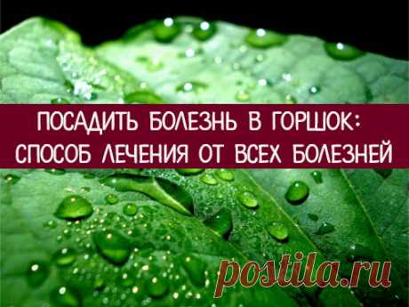 Посадить болезнь в горшок: способ лечения от всех болезней 
Любая болезнь берет свое начало в энергетическом теле человека. Зная, как воздействовать на энергетику с помощью растения, можно избавиться даже от хронических заболеваний.
 
Многим из нас известны н…