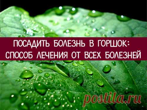 Посадить болезнь в горшок: способ лечения от всех болезней 
Любая болезнь берет свое начало в энергетическом теле человека. Зная, как воздействовать на энергетику с помощью растения, можно избавиться даже от хронических заболеваний.
 
Многим из нас известны н…