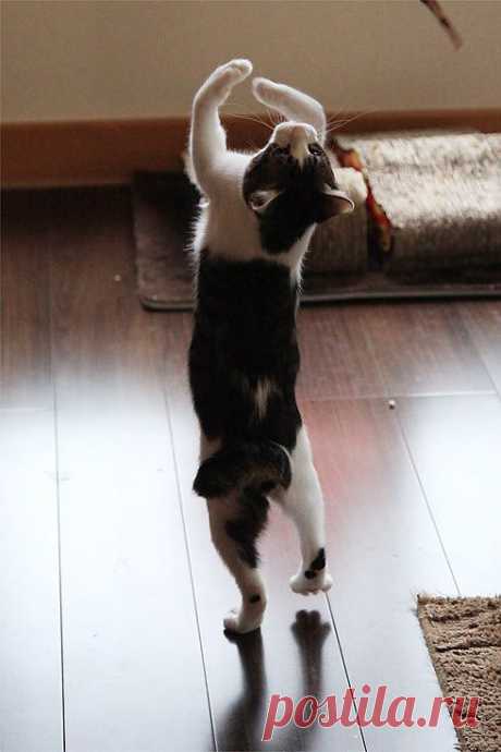 ２０１１／１１／１１、朝♪ | ねこえほん
