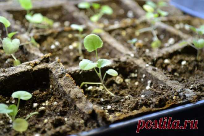 Посадка виолы семенами на рассаду из семян пошагово