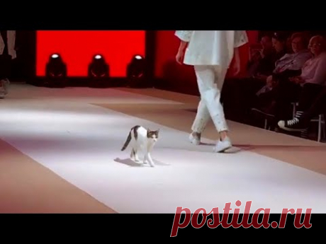 Кошка вторгается в показ мод и учит моделей как нужно ходить по подиуму!