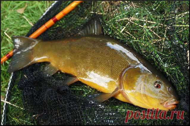 Ловля линя методом подъема поплавка | НА РЫБАЛКУ !!!!