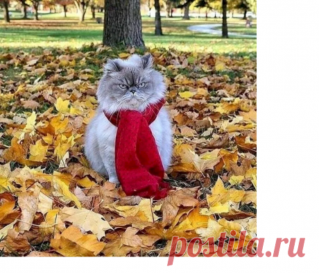 792f056f.png (905×774)