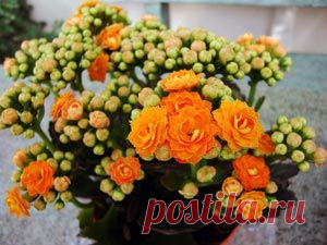 Kalanchoe. Каланхоэ уход, фото, размножение, виды: Каланхоэ Блоссфельда, перистое, Дегремона - Флорист-Х