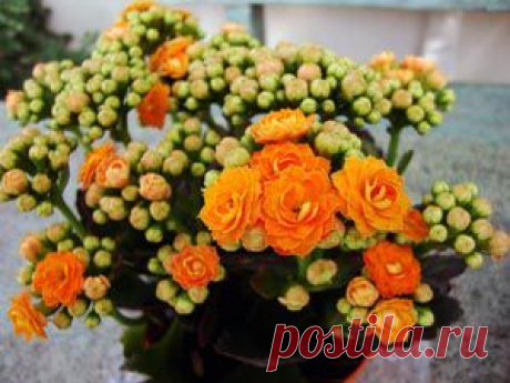 Kalanchoe. Каланхоэ уход, фото, размножение, виды: Каланхоэ Блоссфельда, перистое, Дегремона - Флорист-Х