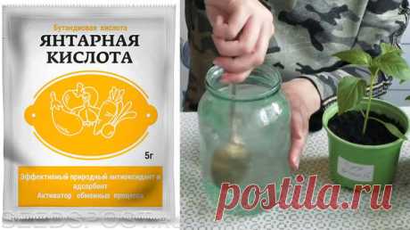 Подкормка рассады янтарной кислотой. Видео
