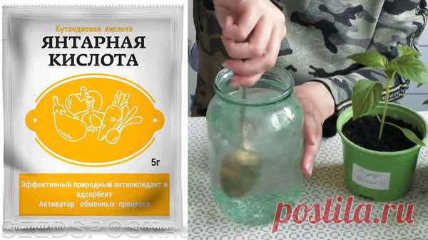 Подкормка рассады янтарной кислотой. Видео