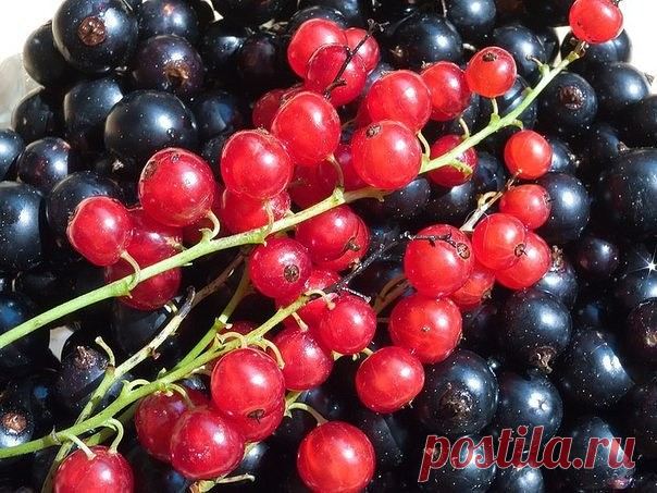 #СадоводствоЦветоводствоАрки

 Как получать супер-урожаи смородины и малины

Нет ничего лучше - как получать каждый сезон достойные урожаи! Приятно собирать полную корзину сочной малины, полезной смородины! Но, у всех ли получается добиваться высоких урожаев? Ведь чего там скрывать, многие дачники довольствуются очень скромными сборами ягод. Разобраться в причине неудач, самостоятельно им тяжело - не хватает знаний.

Постигать науку выращивания - лень! Вот так, из года в г...
