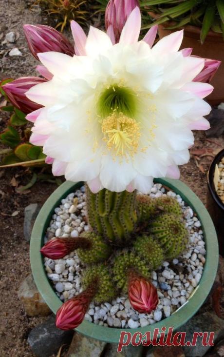 TRICHOCEREUS HUASHA PINKISH FORM. | Pinterest • Всемирный каталог идей