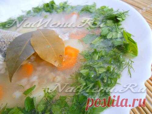 Уха из судака