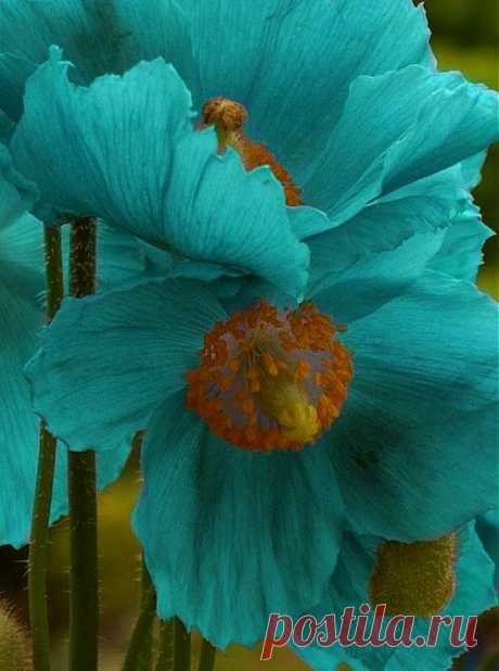 so pretty | ✿ Poppy ✿✿ڿڰۣ(̆̃̃