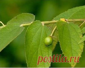 Полезные свойства листа вишни