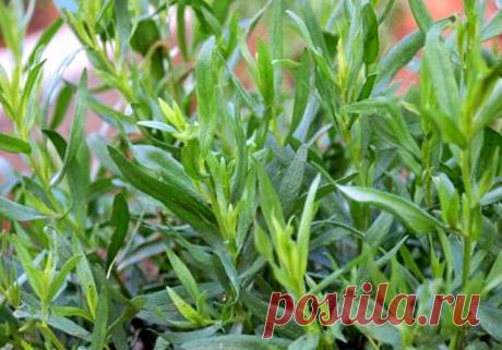 Экстрагон, или тархун