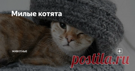 Милые котята