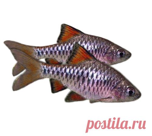 Поступление рыбы из Сингапура Красноярск