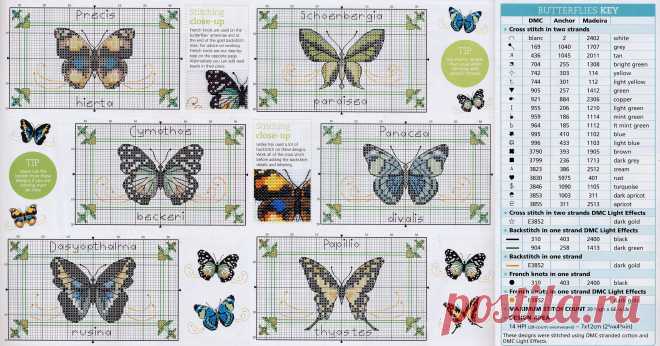 Tropical Butterflies_chart
3909х2048