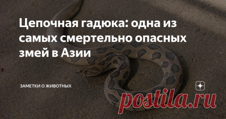 Цепочная гадюка: одна из самых смертельно опасных змей в Азии Цепочная гадюка является второй наиболее опасной азиатской змеей после индийской кобры.
У нее очень скверный и агрессивный характер — цепочная гадюка готова укусить при малейшей возможности. Даже если не чувствует опасности для себя.
