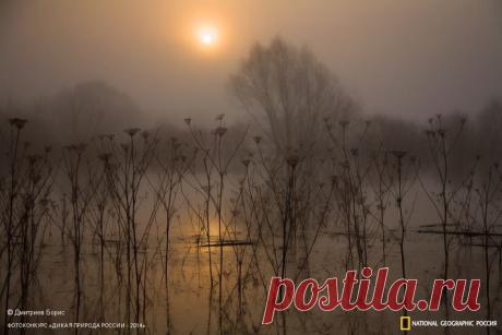 Туманное утро на реке Истья, Рязанская область. Автор фото: ©Борис Дмитриев, участник фотоконкурса «Дикая природа России»|National Geographic Россия