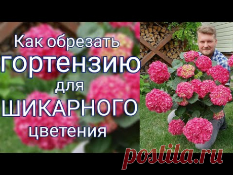 Обрезаем ГОРТЕНЗИЮ крупнолистную ПРАВИЛЬНО.