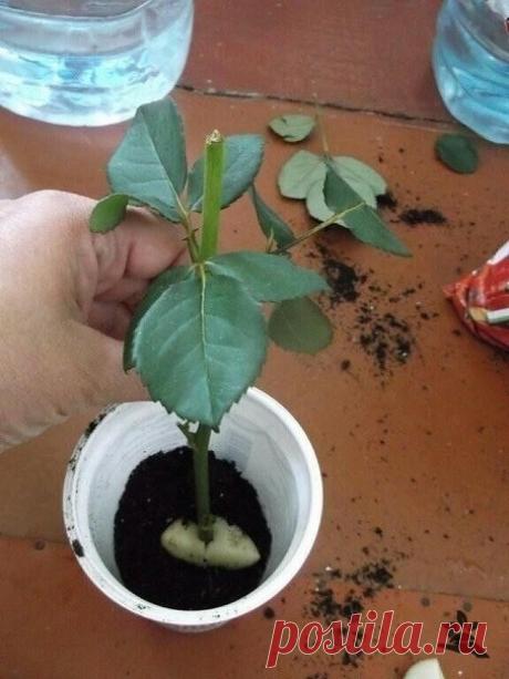 Как укоренить розу из букета

Обрезаем красивейшие цветки, срезаем верхнюю часть стебля с 2-3 почками, листья можно удалять, а можно и парочку оставить, сразу же втыкаем стебель в сырой картофель.

Затем высаживаем в стаканчик или цветочный горшок, обильно поливаем, накрываем полиэтиленовым пакетом, ставим на окно (не южное) дней на 40.

Периодически проветриваем, снимая пакеты и при необходимости поливаем. Растение прекрасно укореняется, картофель дает нашей розочке питан...