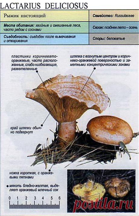 Рыжик настоящий // Энциклопедия грибов // Грибы