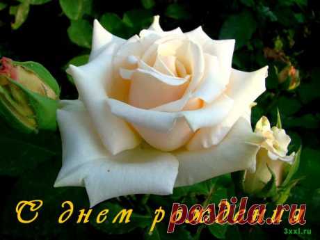 С днем рождения! Открытки розы — Я — женщина! Люблю и верю