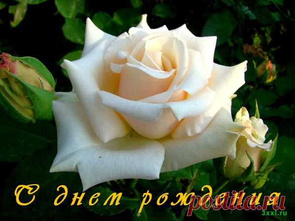 С днем рождения! Открытки розы — Я — женщина! Люблю и верю